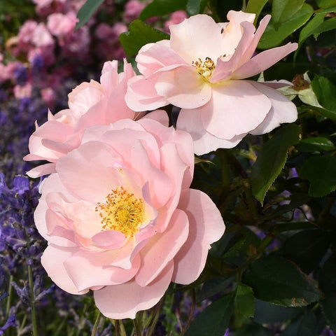 Two pale pink rose flowers with yellow centers and dark green foliage.