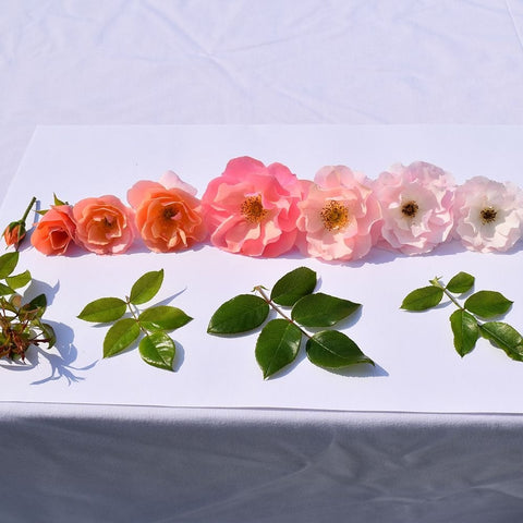 Row of cut roses in pink, peach, and white with green leaves on cloth.