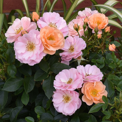 Mixed pale pink and peach roses with yellow centers and lush green leaves.