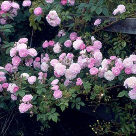 Bare-root pink rose shrub with double blooms and green leaves