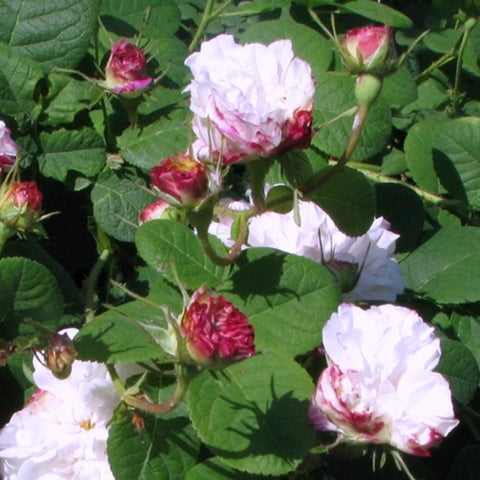 Leda rose plant with white flowers, pink centers, and red bud clusters on green leaves