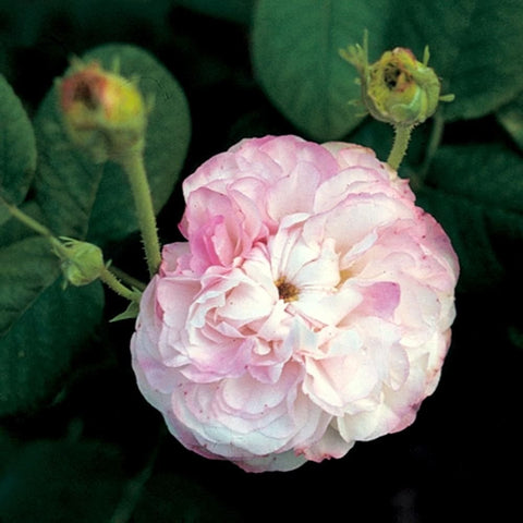 Leda rose bloom with pale pink petals and lighter center, surrounded by green buds and leaves