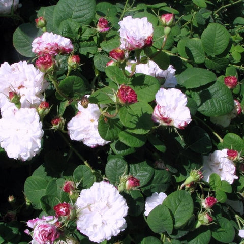 Leda rose plant with multiple white and pink flowers, red buds, and dark green foliage