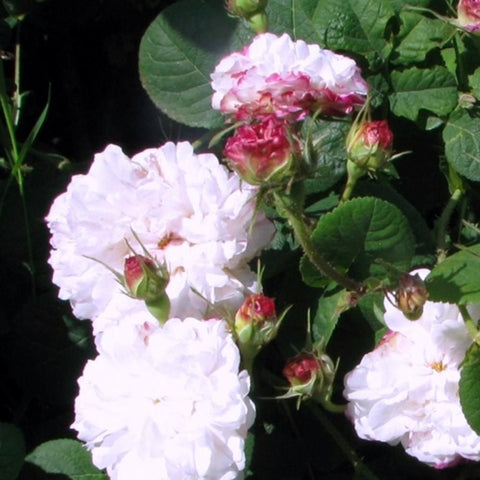 Leda rose plant detail with large white flowers, pink centers, and green-red buds
