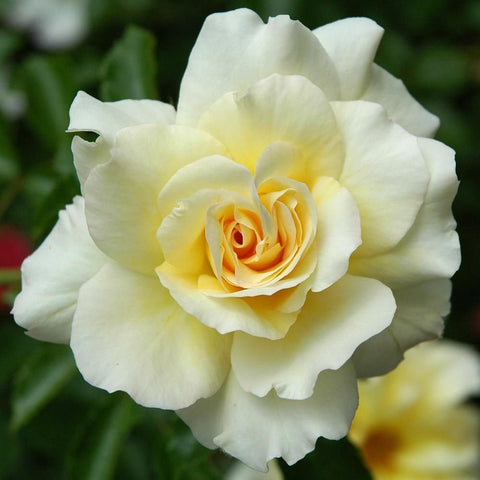 Light yellow and white rose bloom with layered petals, close-up on a garden stem