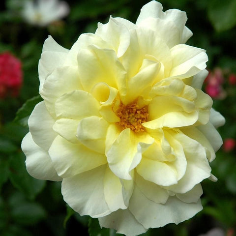 Cream yellow rose bloom with ruffled layered petals and visible center, garden close-up