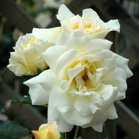 White rose bloom with pale yellow center and layered petals on green stem