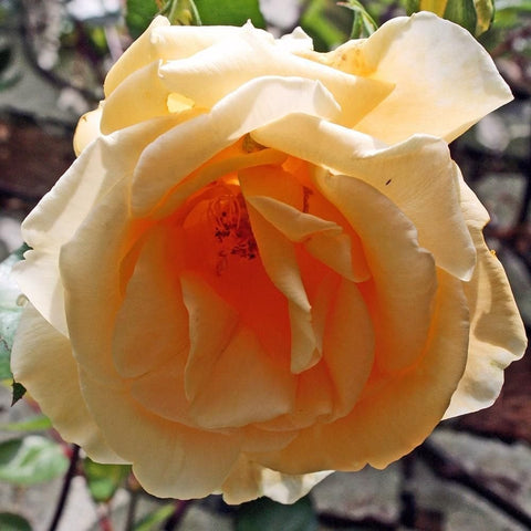 Pale cream rose flower with vivid orange center and thick layered petals