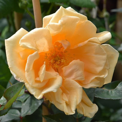 Cream climbing rose bloom with layered ruffled petals and bright orange stamens