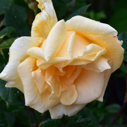 Cream climbing rose flower with ruffled petals covered in small water droplets