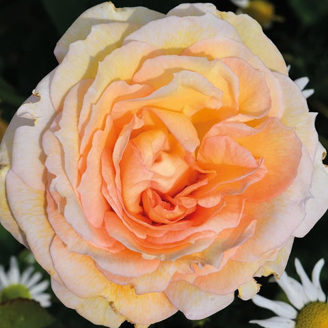 Peach and cream rose blossom with layered petals, close-up