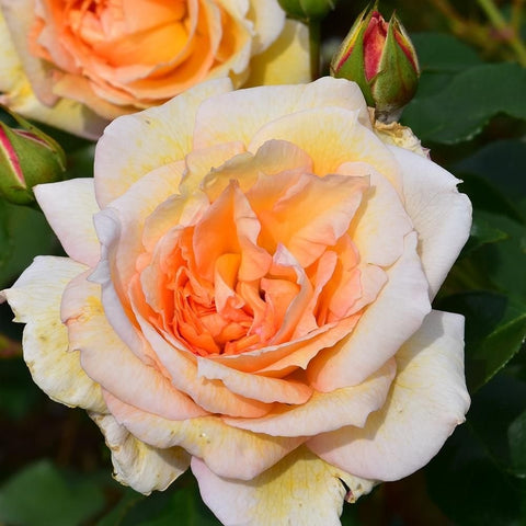 Peach-cream rose bloom with green leaves and a tight flower bud