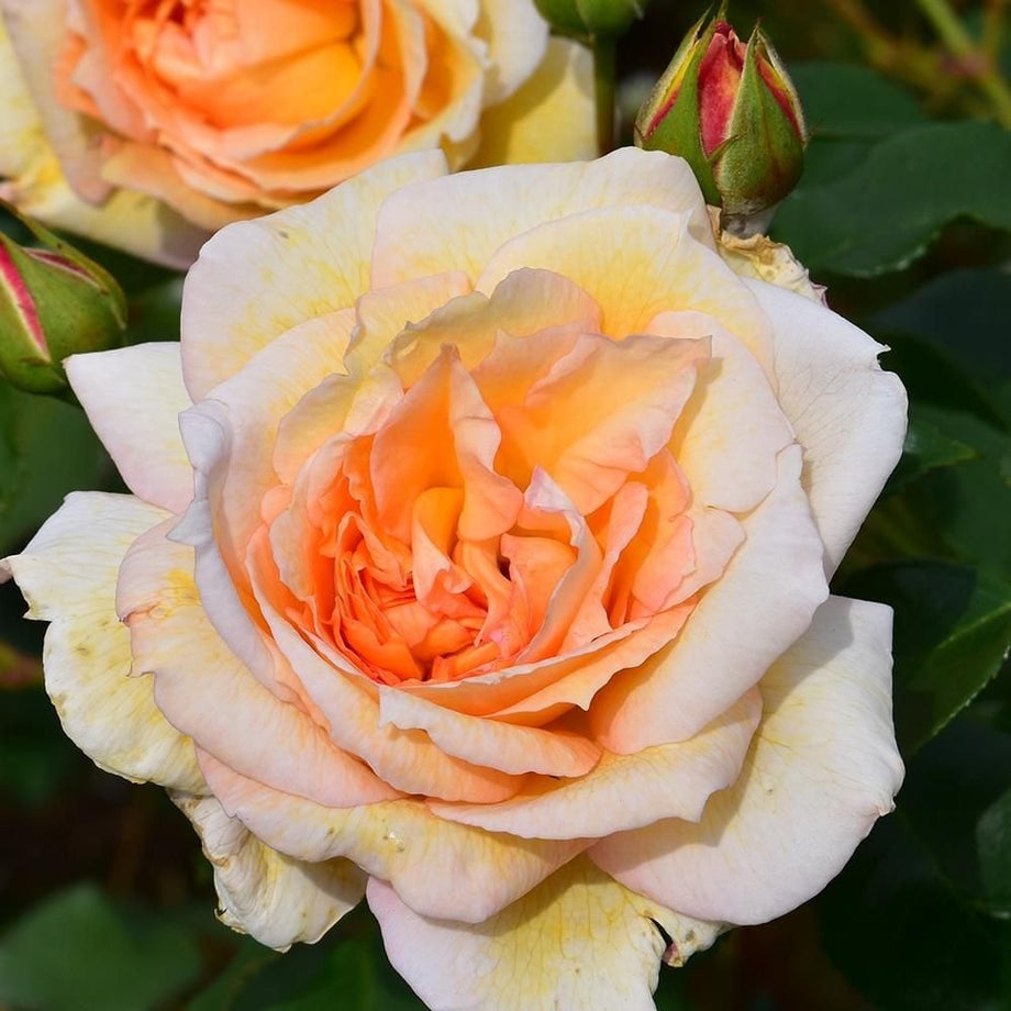 Liverpool Hope – Peter Beales Roses