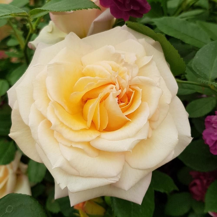 Liverpool Hope – Peter Beales Roses