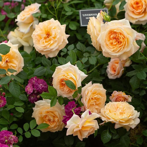 Cluster of peach-cream rose flowers with green leaves