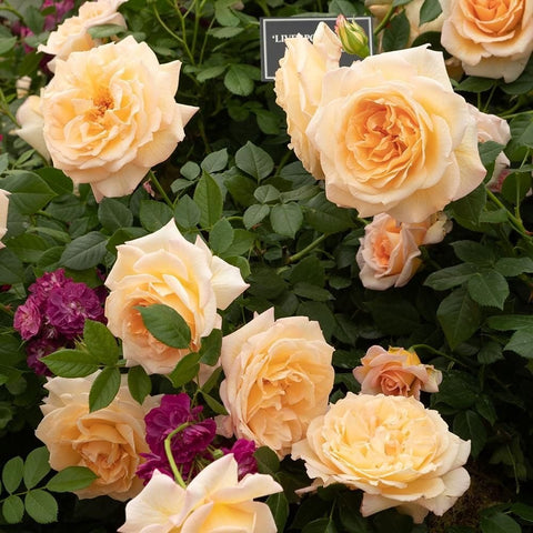 Peach-cream rose blooms with green foliage