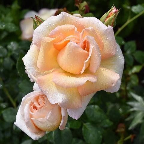 Light peach rose blossom with creamy petals and visible dew