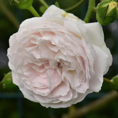 Light pink double rose bloom on green stems with small unopened buds