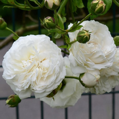 White double rose flowers cluster on stems with green buds