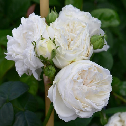 Cream white rose blooms with green leaves and clustered buds