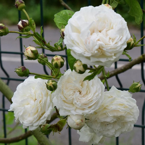 White double roses on stems with green leaves and closed flower buds