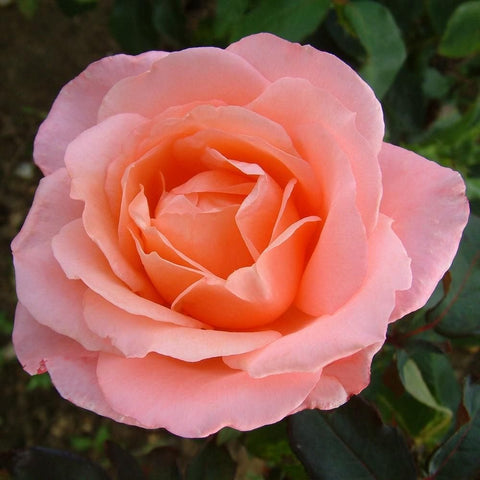 Pink and orange rose bloom with layered petals and green leaves