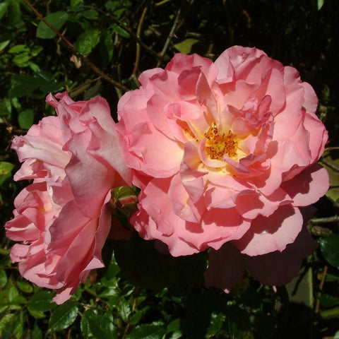 Two pink rose blooms with ruffled petals and visible golden centers on leaves