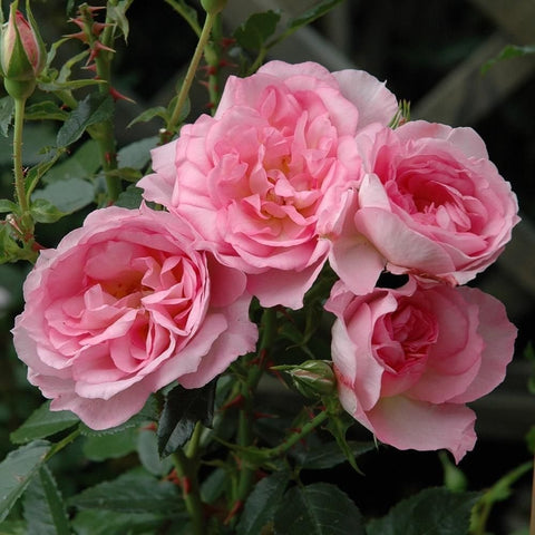 Cluster of five pink double rose blossoms with layered petals and green foliage