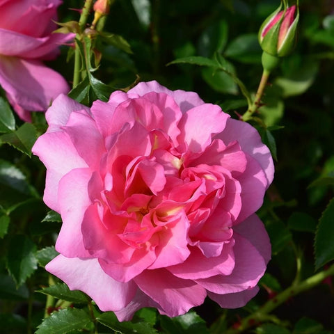 Single pink double rose bloom with ruffled petals and green leaf backdrop