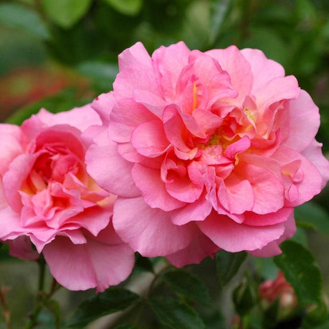 Pink double rose blooms with layered petals and yellow-orange centers