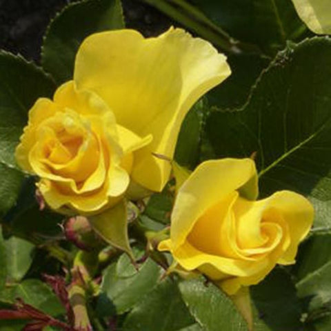 Yellow rosebud and bloom with green foliage, close-up
