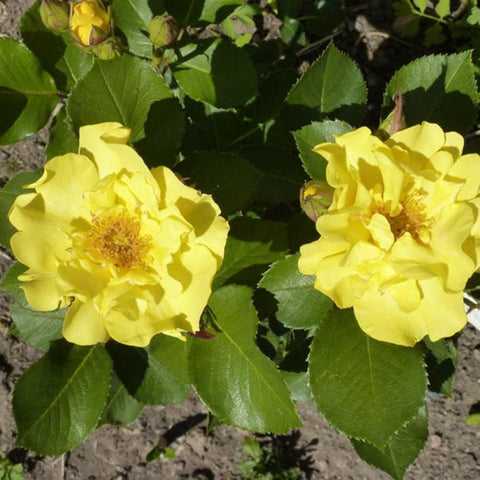 Yellow double rose flowers on a leafy bush