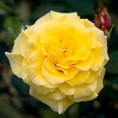 Single yellow rose flower with layered ruffled petals