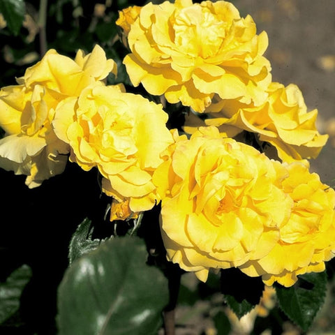 Cluster of yellow rose blossoms with green leaves