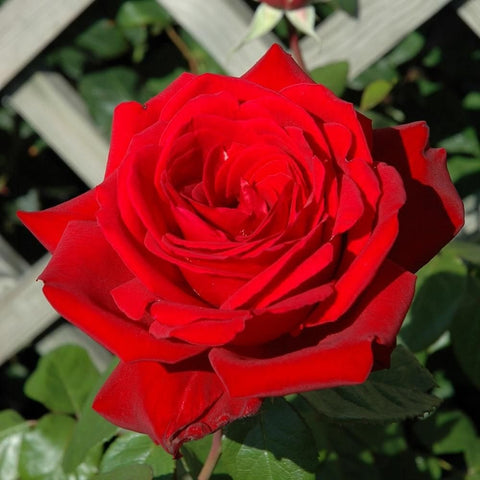 Red rose bloom with layered petals and green leaves, front view on rose bush.