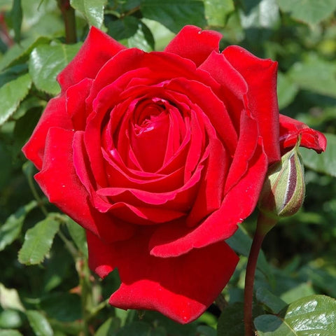 Red rose bloom with tight spiral center and green leaves on rose bush.