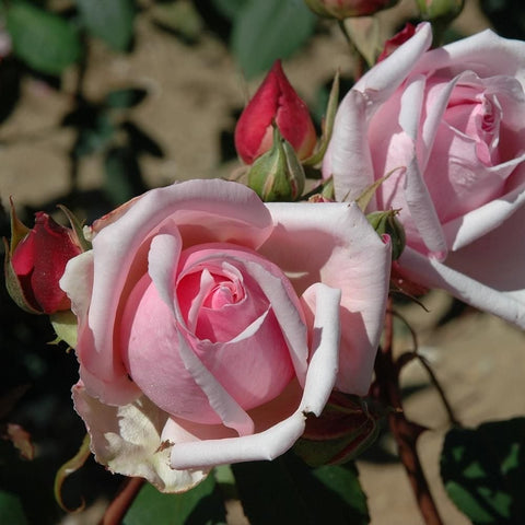 Pink and white double rose bloom with layered petals and buds on stems