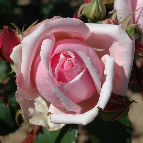 Pink double rose bloom with ruffled petals and green buds on the stem