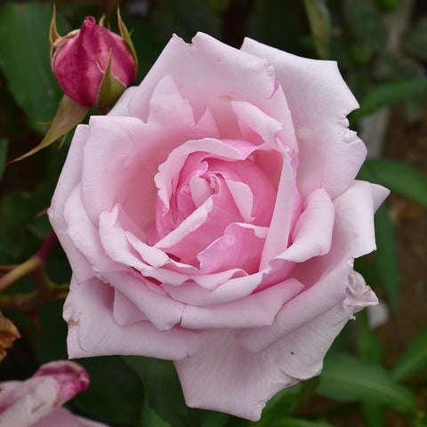 Pink double rose flower with layered ruffled petals and surrounding buds