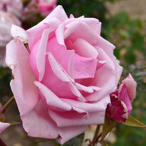 Light pink rose bloom with layered petals and small pink buds