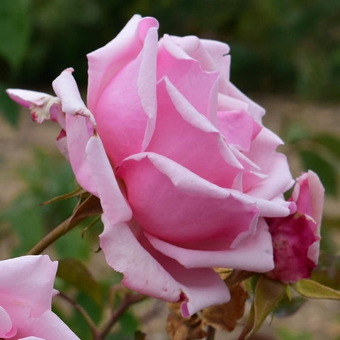 Pink and white striped rose bloom with buds on green stems