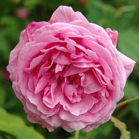 Pink rose bloom with layered petals, close-up on a flowering rose head.