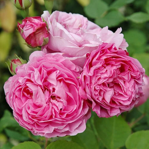 Cluster of pink and magenta rose flowers with unopened buds on the plant.