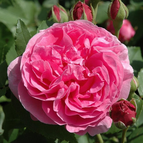 Pink rose bloom with crinkled petals and red-green buds on branching stems.