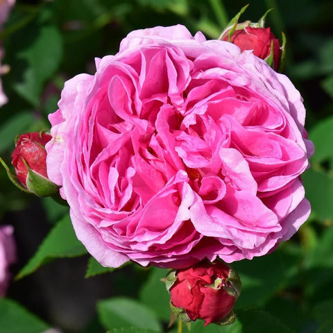 Light pink double rose flower with green buds and small red bud tips.