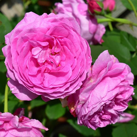 Two light pink roses with ruffled petals beside green leaves and stems.