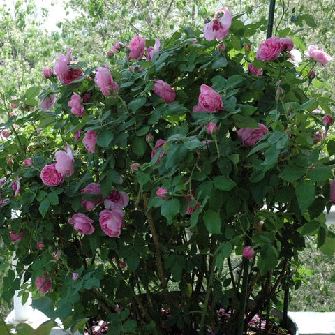 Garden rose plant with multiple pink blooms, green leaves, and upright stems.