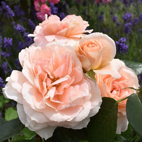 Peach-pink double rose blossoms with dark green leaves on a live plant