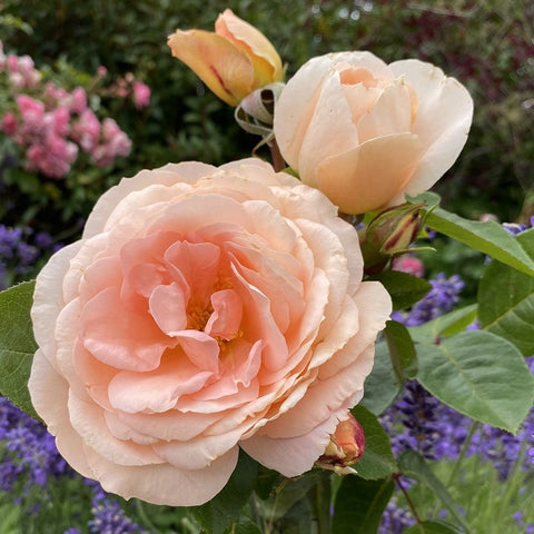 Peach-pink rose bloom and bud with dark green leaves on the stem