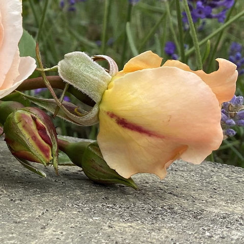 Peach rose buds and opening blossom on dark green stems